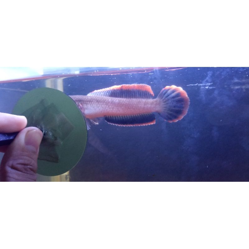 Limbata cb Lawu rim super tebal