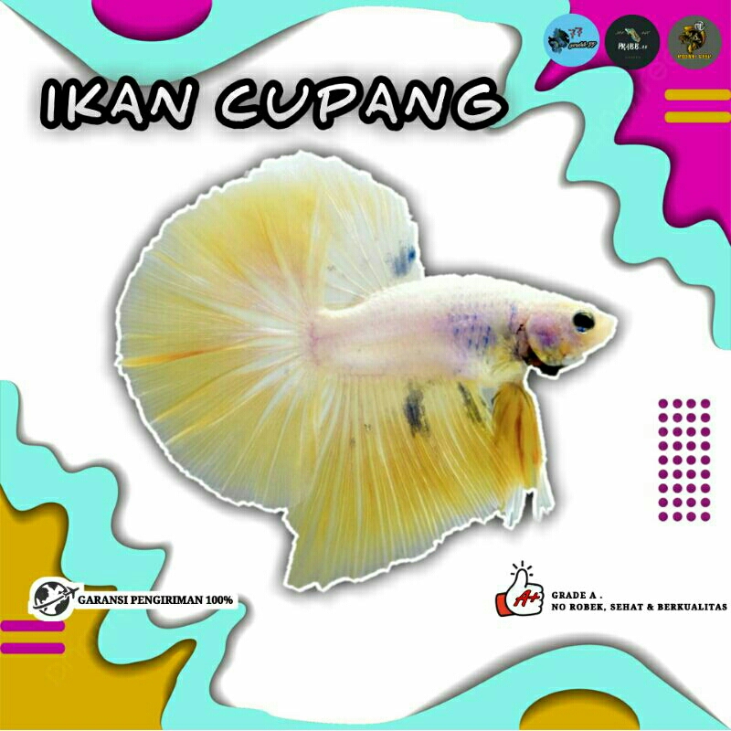 Cupang Halfmoon Soft Gold hiasan aquarium