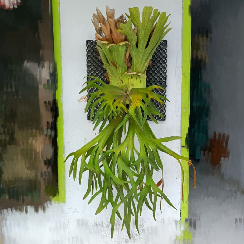 Platycerium Willinckii (spacies lereng gunung semeru)