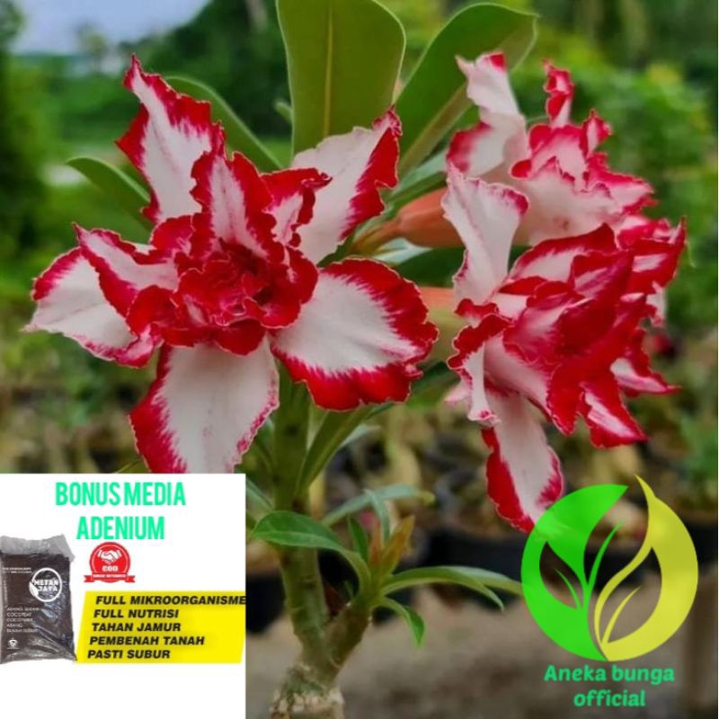 ( Adenium tumpuk + media tanam ) Bunga adenium tumpuk merah putih / Kamboja jepang tumpuk / Kamboja 