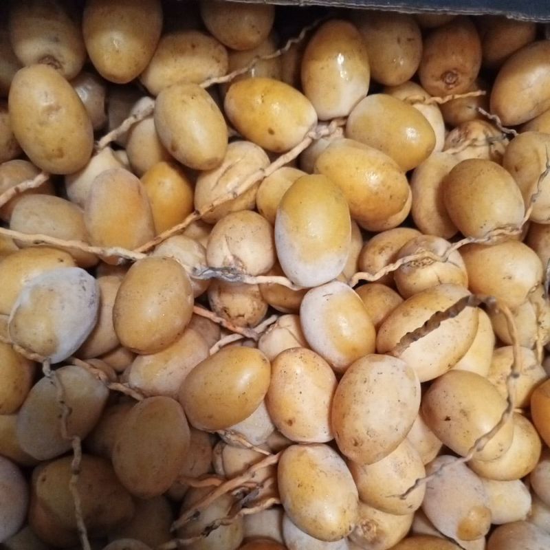 

kurma Muda ( Joban Kurma)