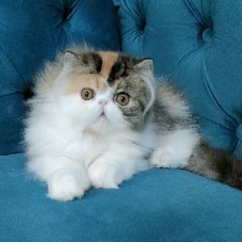 kitten persia peaknose betina PED ICA