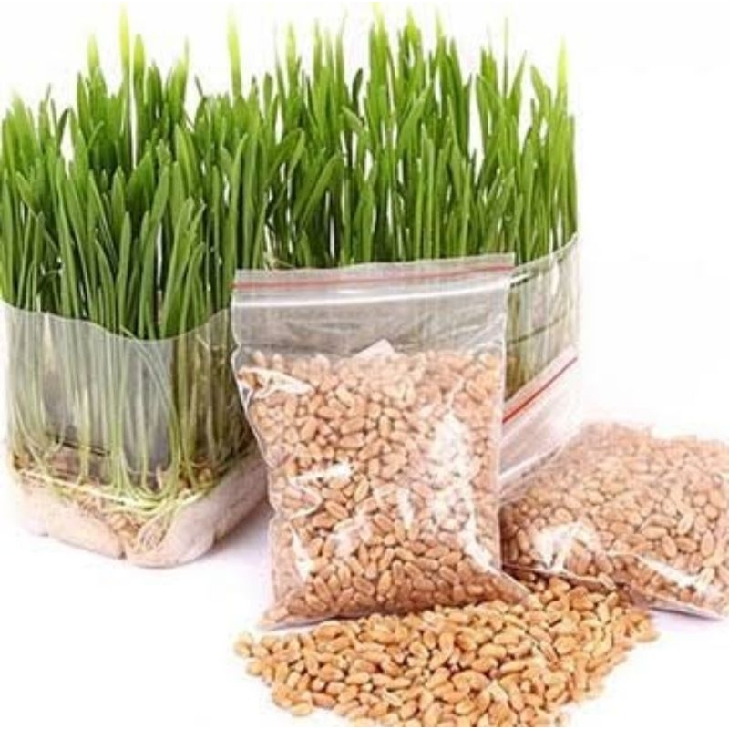 

Biji Gandum Food Benih Rumput Gandum Benih Rumput Kucing