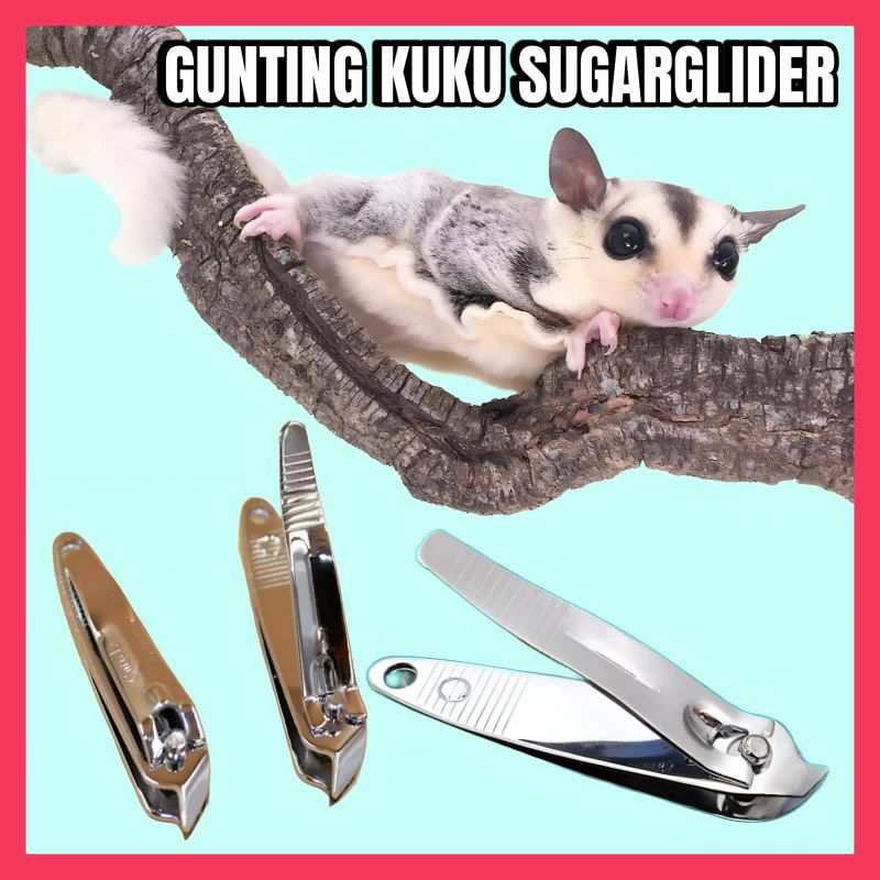 GUNTING KUKU SUGARGLIDER || GUNTING KUKU MIRING