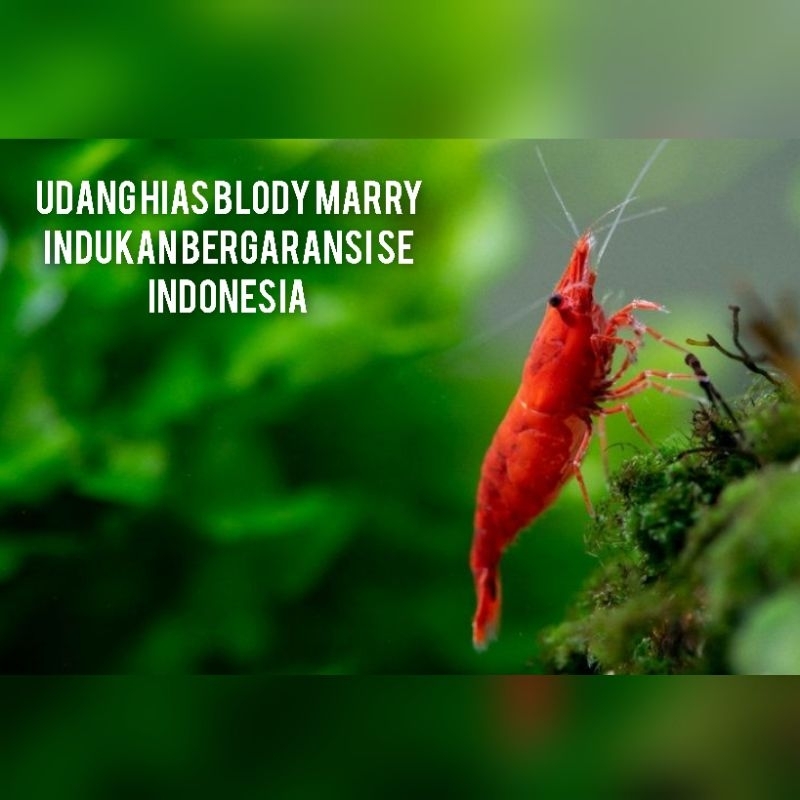 Udang hias blody marry super indukan - udang hias aquascape - hiasan aquarium