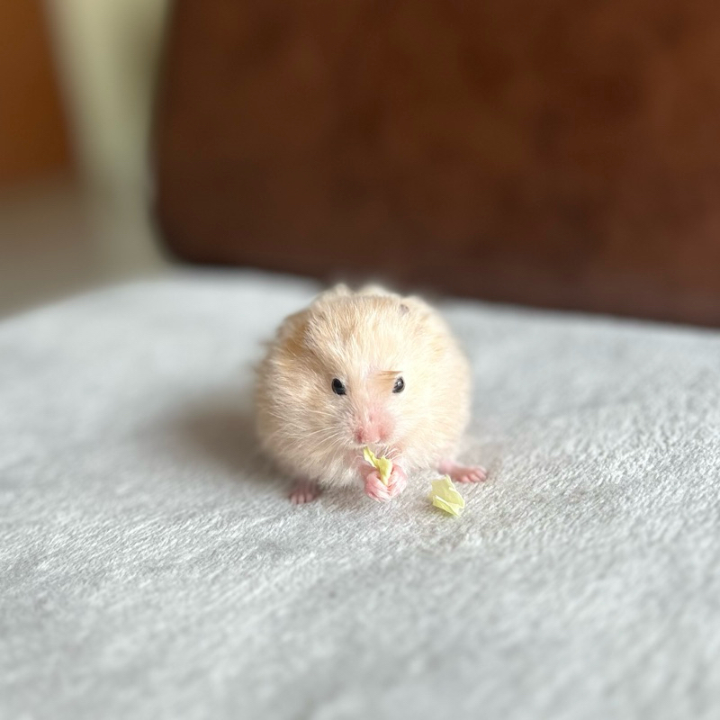 Hamster Syrian Jinak Tidak Gigit