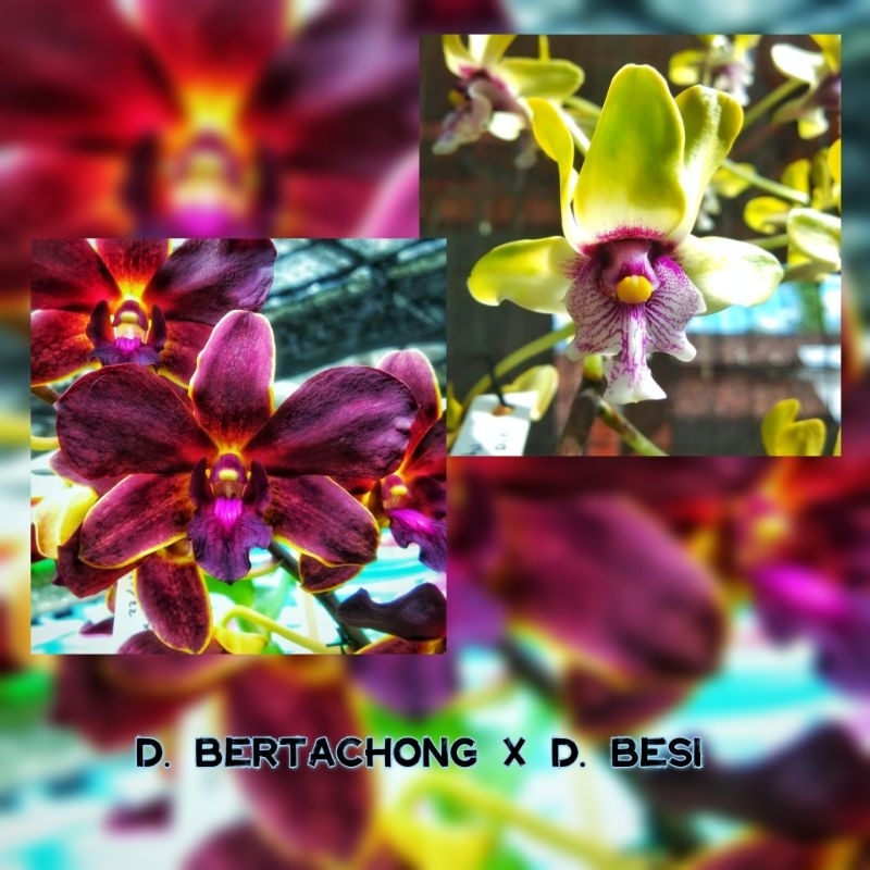 anggrek dendrobium bibit dendrobium bulat cantik