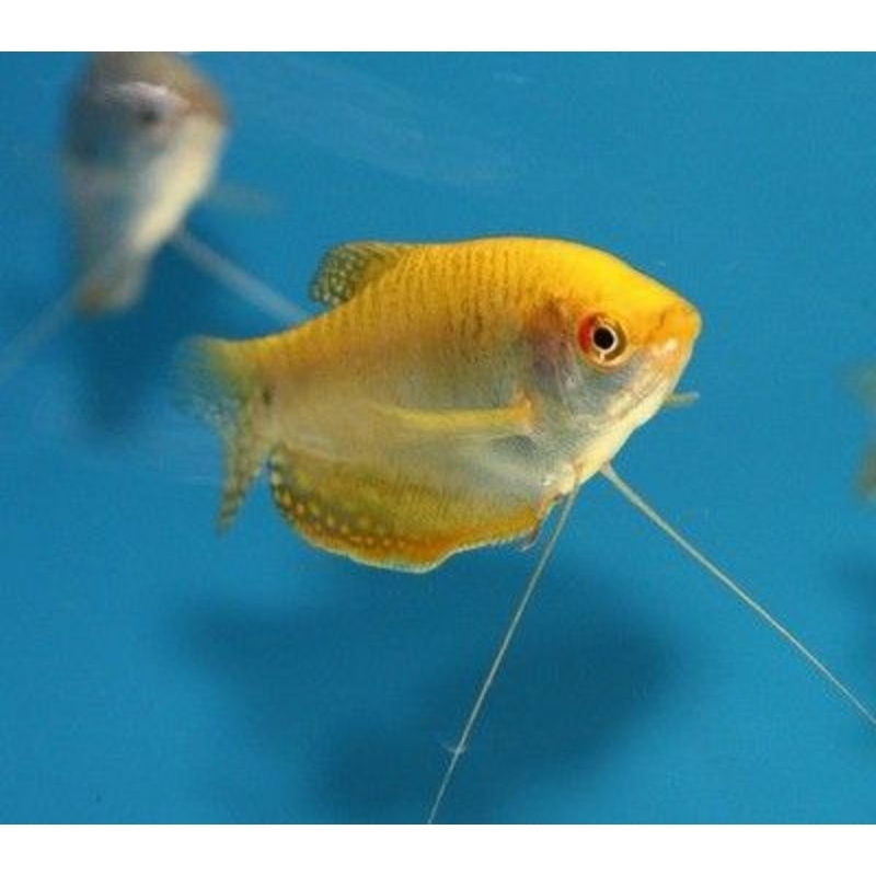 Ikan Sepat Madu Hiasan Aquarium Aquascape - Ikan Hias Air Tawar