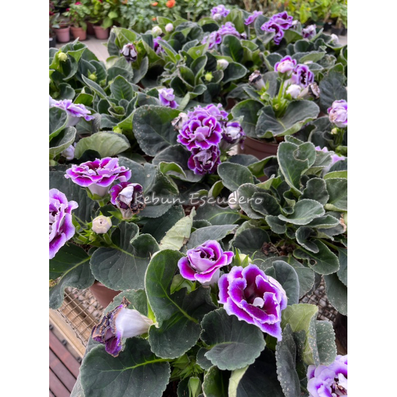 TANAMAN HIAS GLOXINIA / BUNGA GLOXINIA