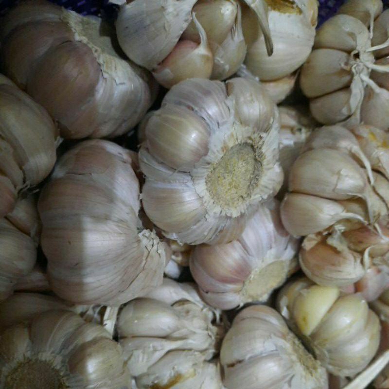 

bawang putih sinco 1/2 kg