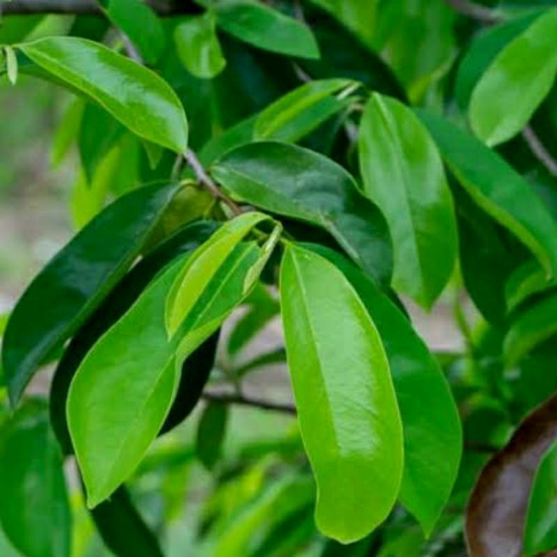 

DAUN SIRSAK SEGAR NON PESTISIDA