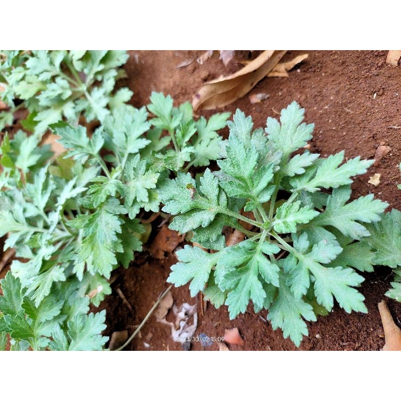 

DAUN BARU CINA ANTI BAKTERI
