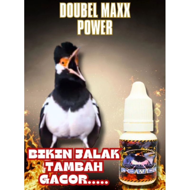 Double Max Power PENGGACOR Burung Jalak