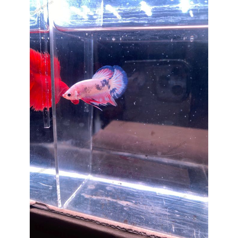 cupang/betafish - halfmoon plakat flamingo(HMPK)