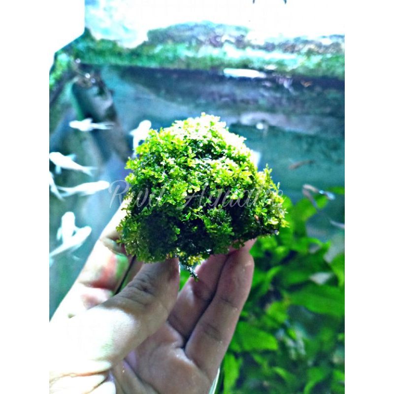 Ricardia Moss Media Wabikusa - Tanaman Aquascape Full Air