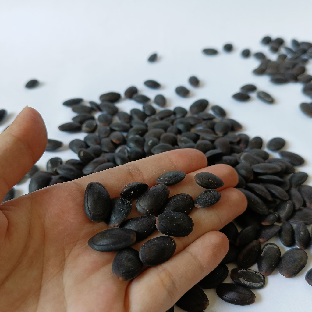 

bGF Biji Kedawung Kering Biji Kedaung Kualitas Super