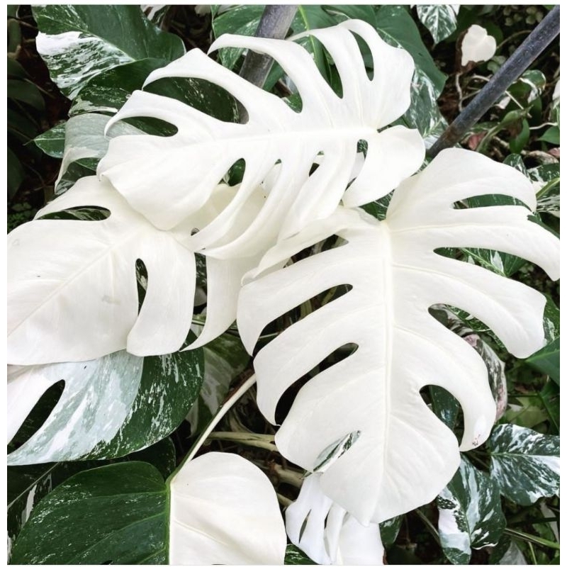 Tanaman Hias monstera marble varigata- varigata murah meriah