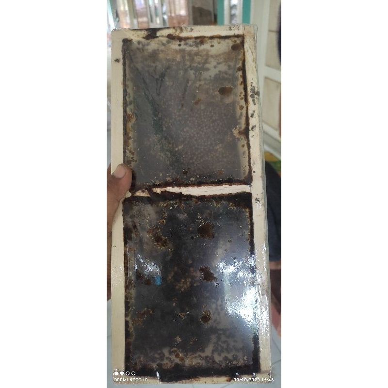 bibit kele -kele drescery/klanceng semi corong