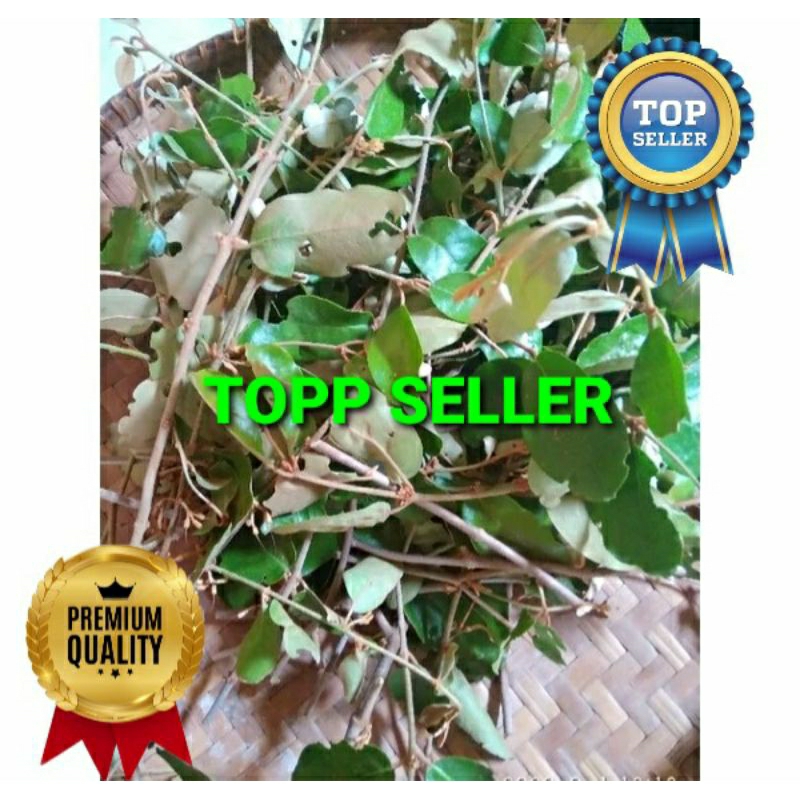 

BENALU JAMBU AIR KERING HIJAU SUPER PREMIUM 1 KG