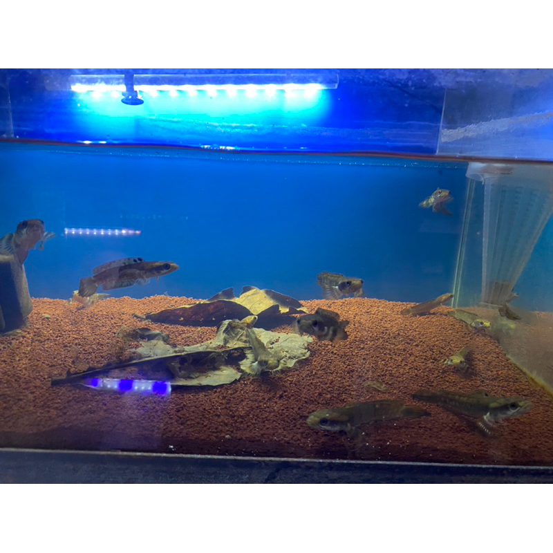 channa pulchra size 12-13cm grade A