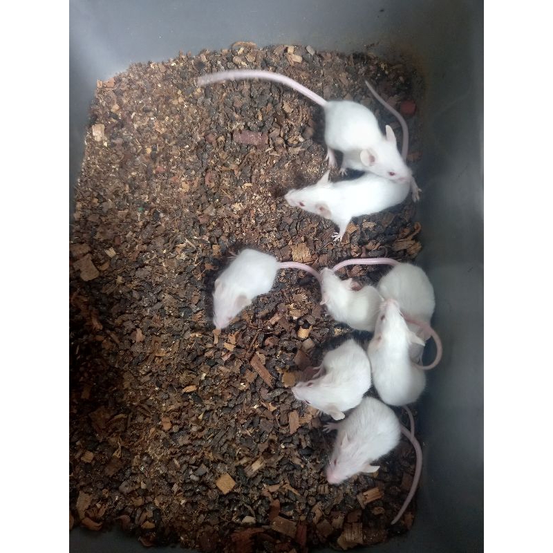 Tikus Putih Mencit Medium (Betina)