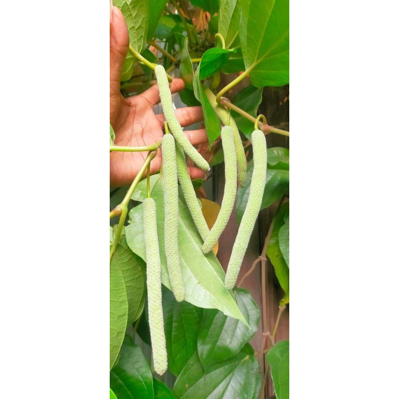 

Buah Sirih { Isi 20 buah }