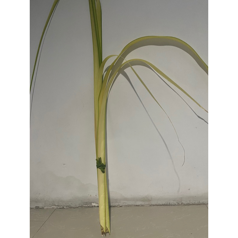 Janur kuning 6 lembar