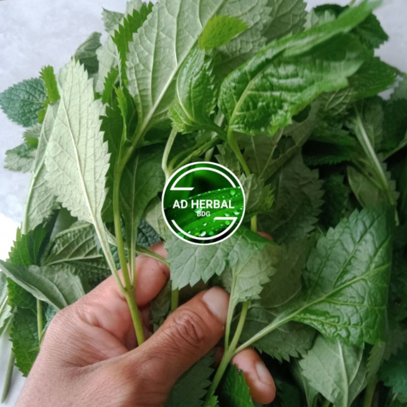 

Jual Daun Pecut Kuda Fres Isi 250 Gram Herbal