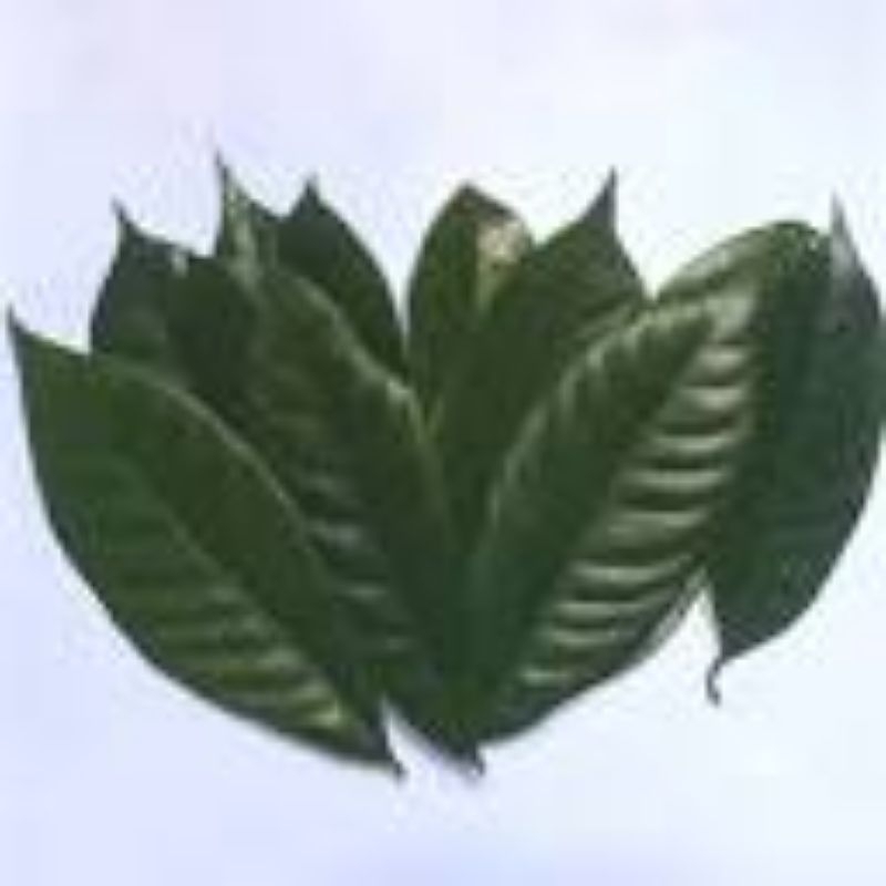 

daun pala dan bijinya