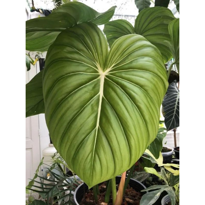 philodendron mcdowell besar