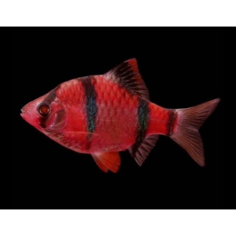 Sumatra tiger barb glofish
