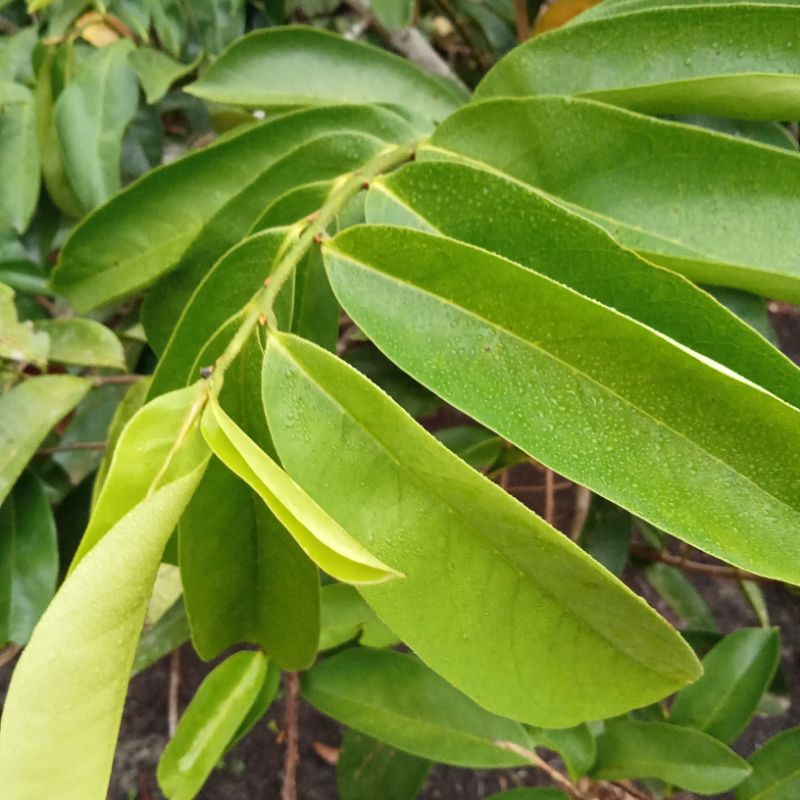 

daun sirsak basah