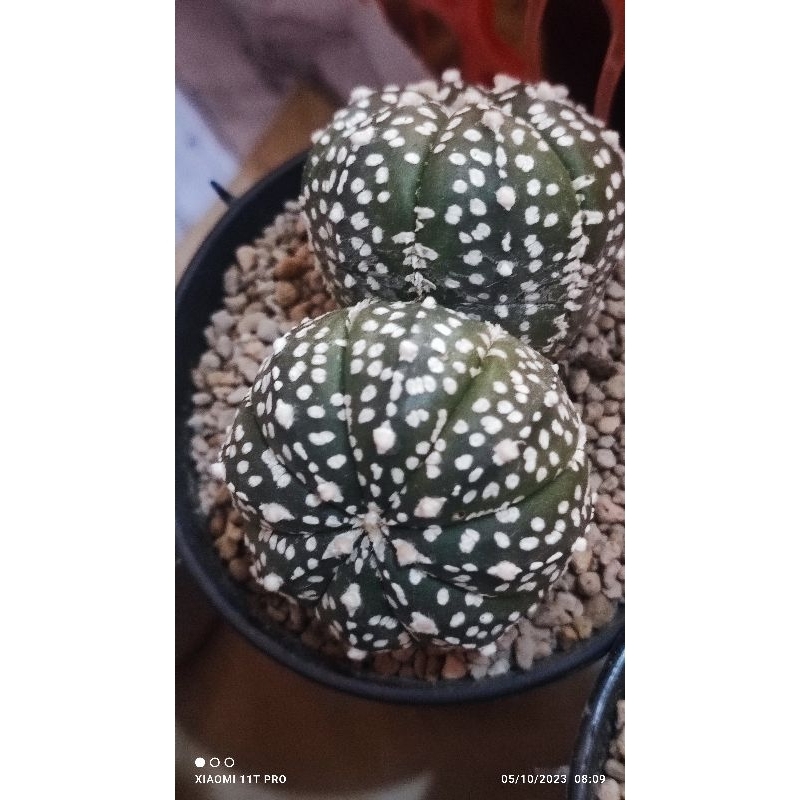 astro asterias super kabuto