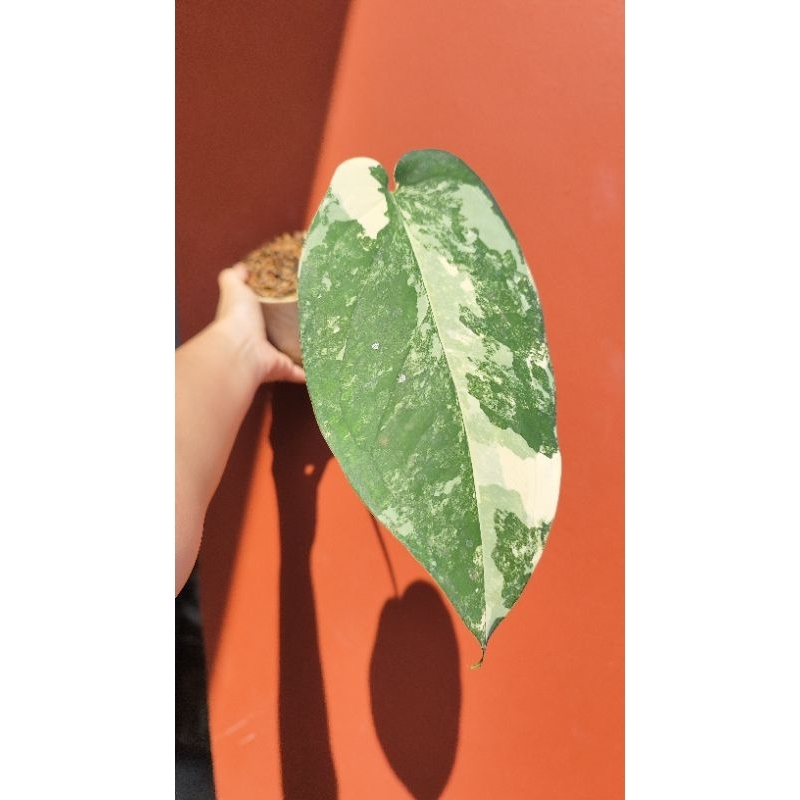 syngonium chiapense varigata A