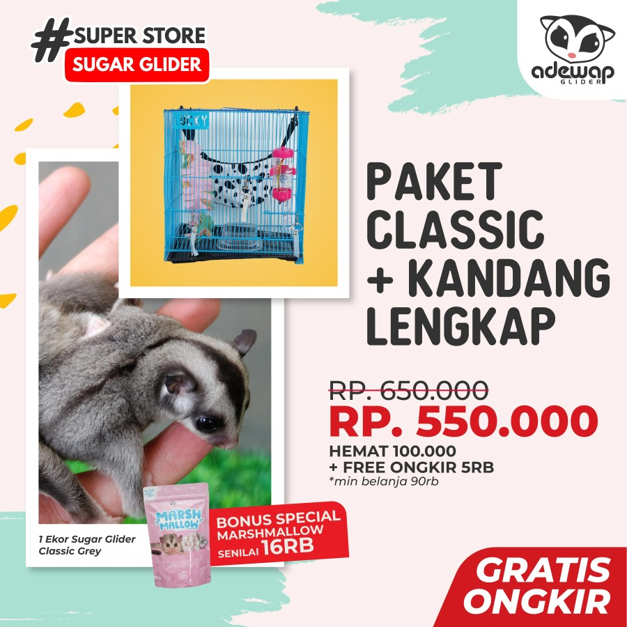 [Kurir Instant] Paket Pemula Pelihara Sugar Glider Classic Grey Joey Jinak Lucu + Kandang Full Set