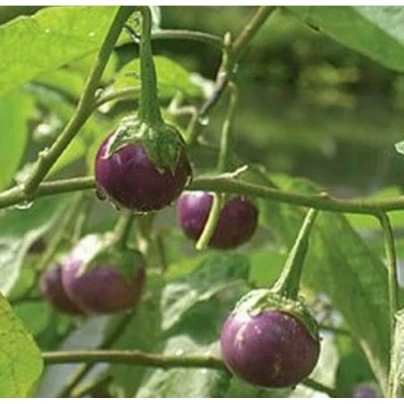 

Terong ungu/terong bulat ungu/terong hijau bulat kemasan 3 kg bisa campur fresh premium