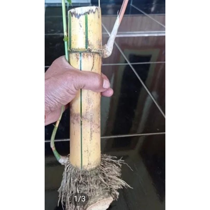 bibit bonggol bambu kuning besar