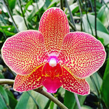 ANGBUL KOLEKSI BERBUNGA