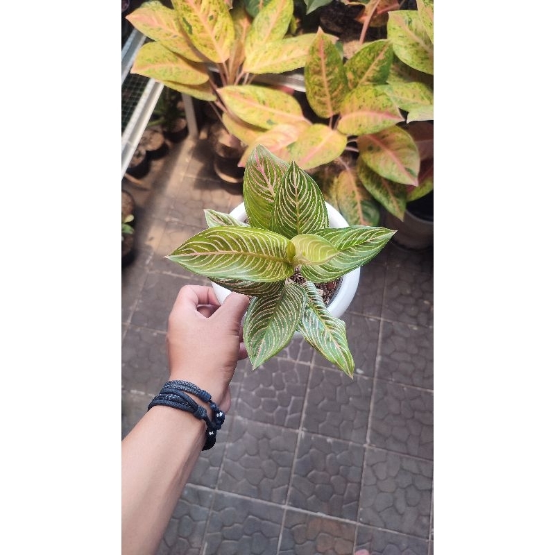 Aglonema Golden Hope