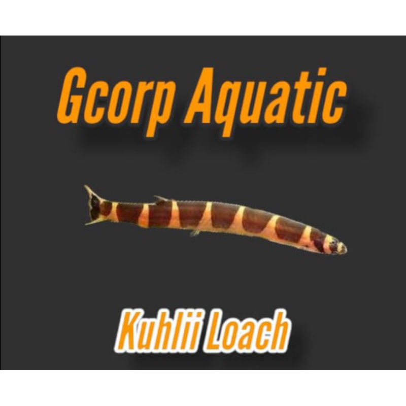 Hiasa Aquarium Kuhlii Loach (Aquascape)