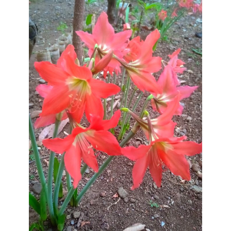 bibit umbi bunga amarilis/umbi (1 umbi + anak umbi)