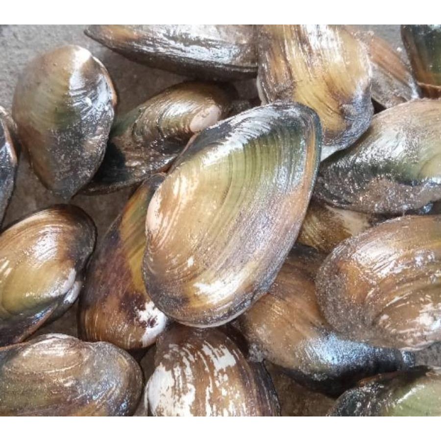 

kerang sungai tude pasar online makassar