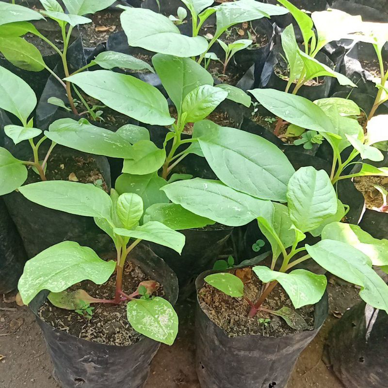 bibit ginseng merah Korea, bibit ginseng asli, BIBIT GINSENG MERAH KOREA
