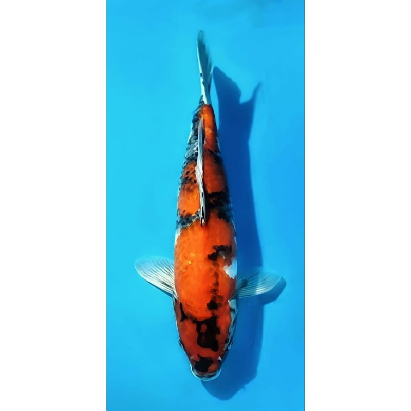 ikan koi Showa grade A size 20cm
