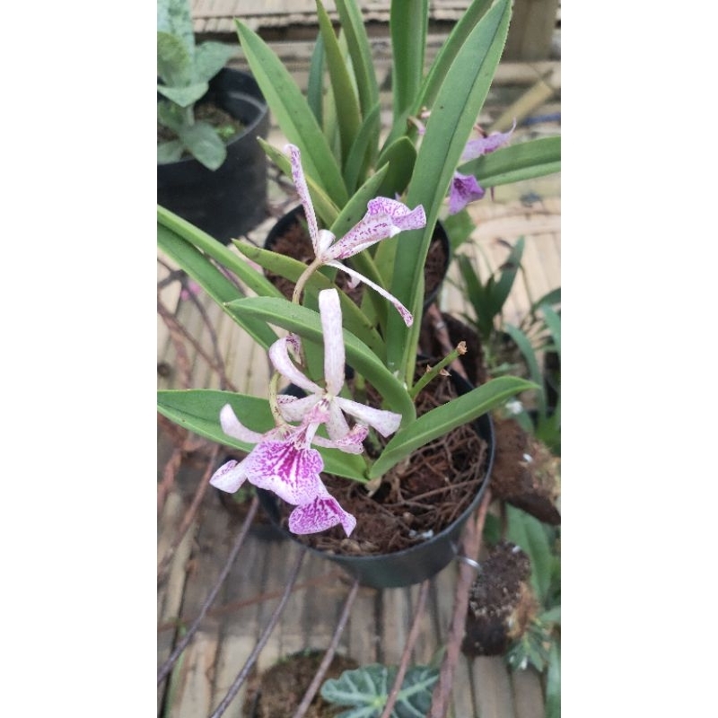 brassavola hybrid