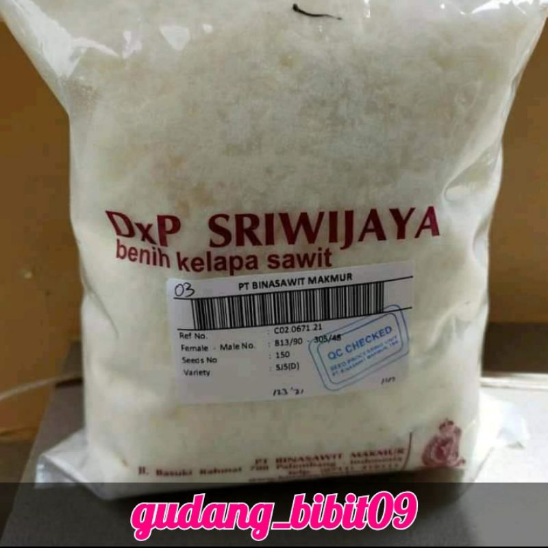 bibit benih kecambah kelapa sawit unggul DXP sriwijaya 5/semiklon