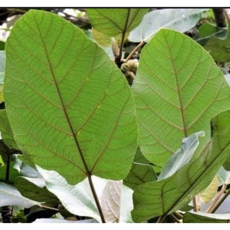 

Daun hamerang segar pembungkus nasi tradsional