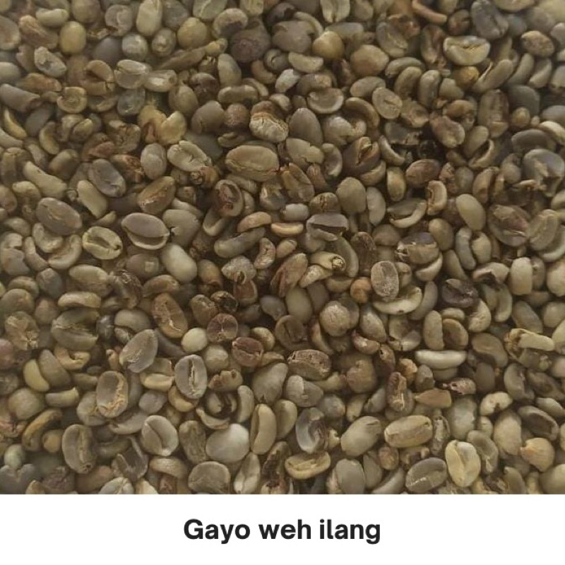 

Gayo Weh Ilang green bean biji kopi mentah