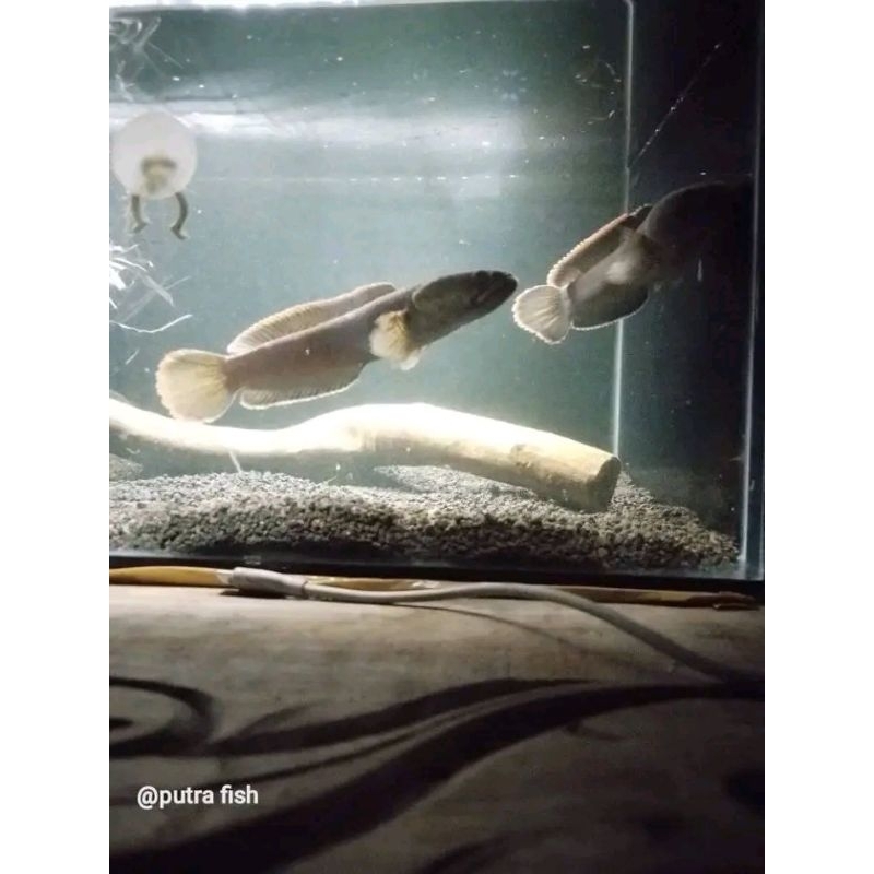 Chana Limbata Pair Proven Satu Paket Dengan Anakannya||COD cash on delivery