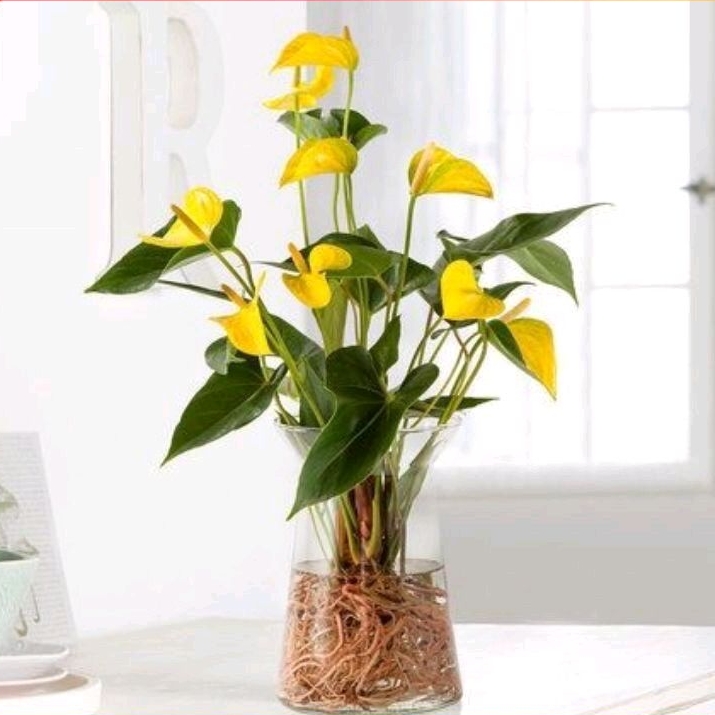 tanaman HIAS ANTHURIUM MICKEY MOUSE BUNGA KUNING